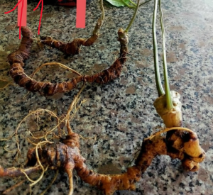 sâm lai châu tự nhiên