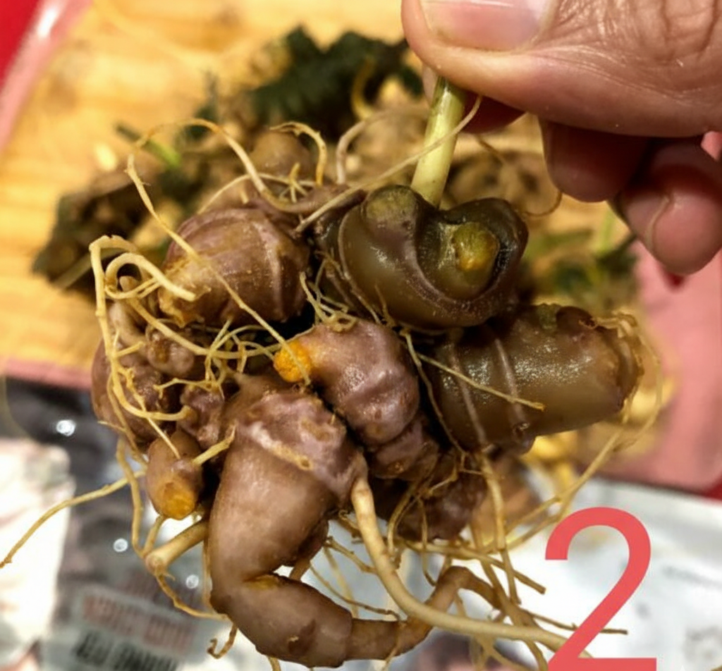 sâm lai châu chăm bón