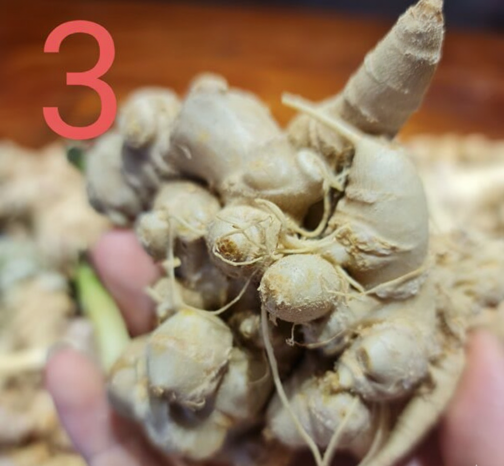 sâm lai châu 5 năm