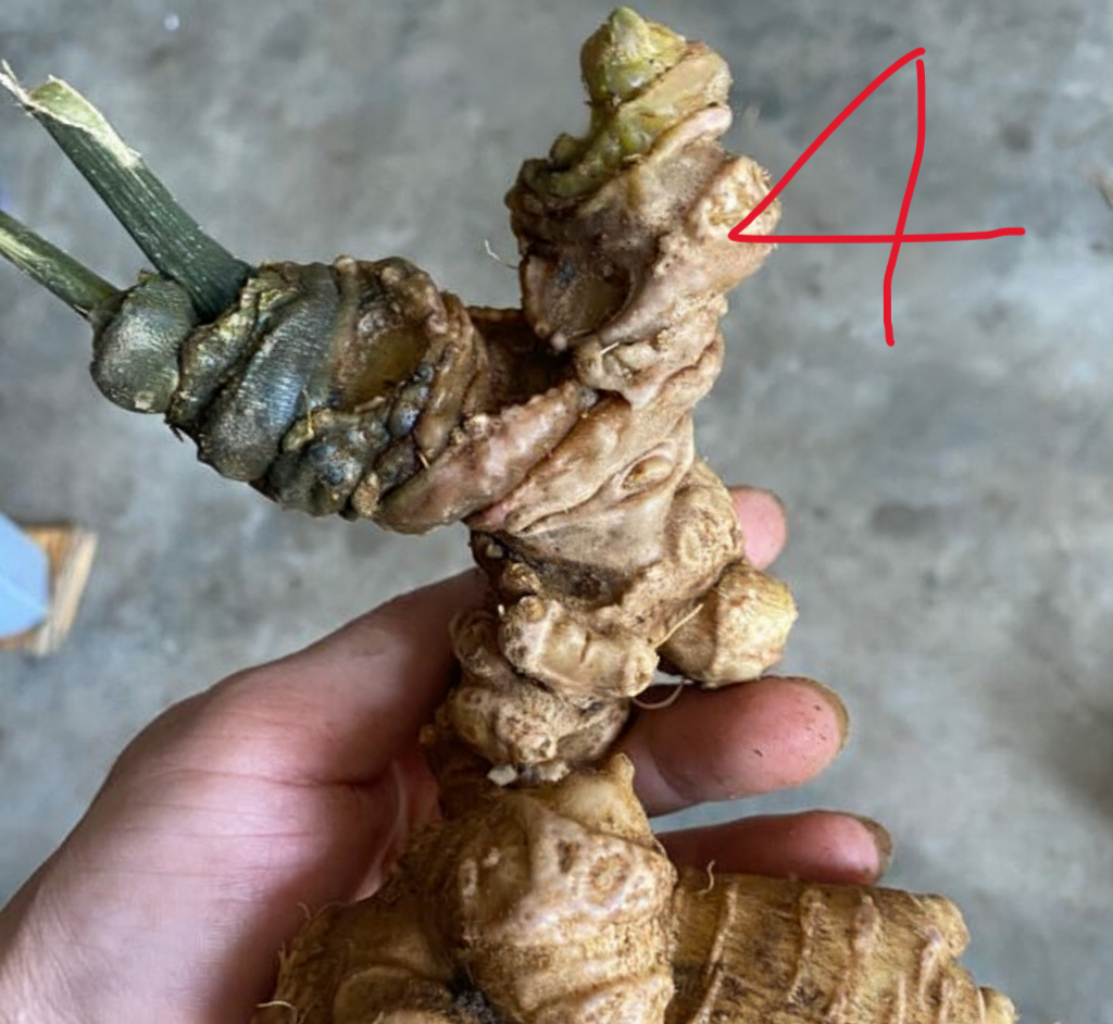 sam lai chau 6-7 năm tuổi