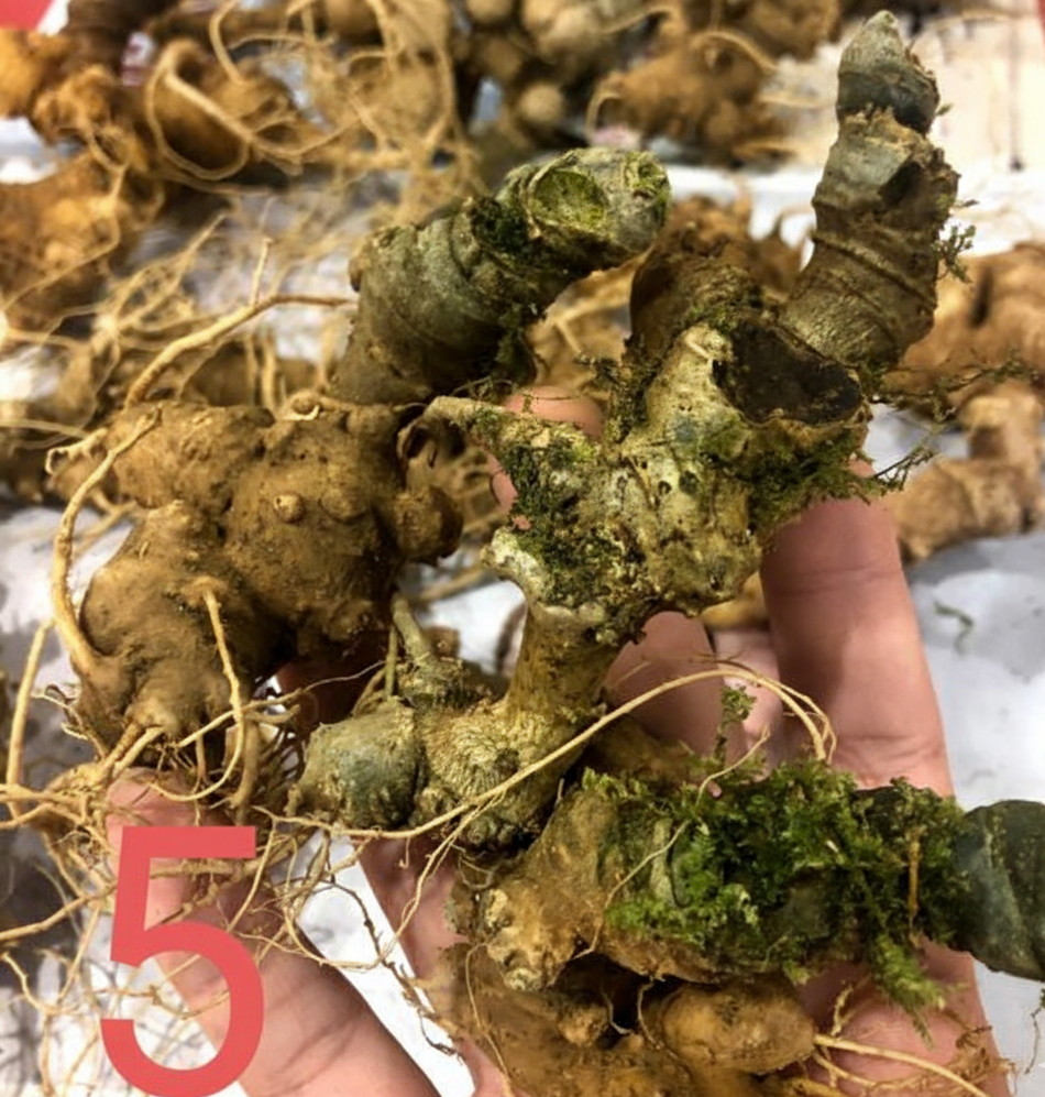 sam-lai-chau-8-9-nam-tuoi