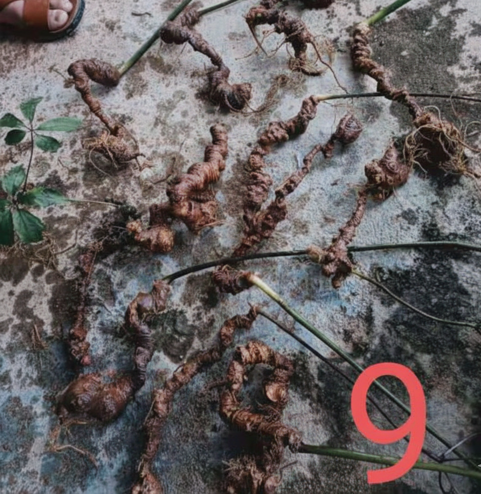 sam-chat-luong-cao-10-20-nam-tuoi