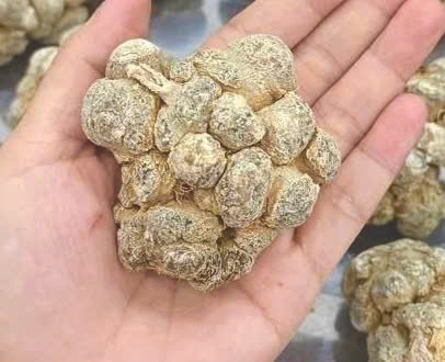 tam thất bắc trung quoc